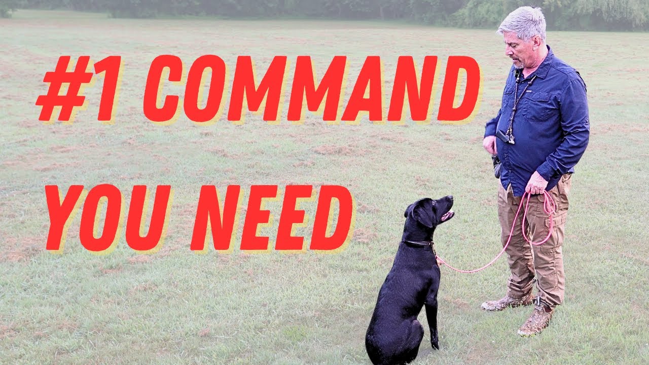 Teach Your Dog to COME When Called | Easy Recall Training Step-by-Step