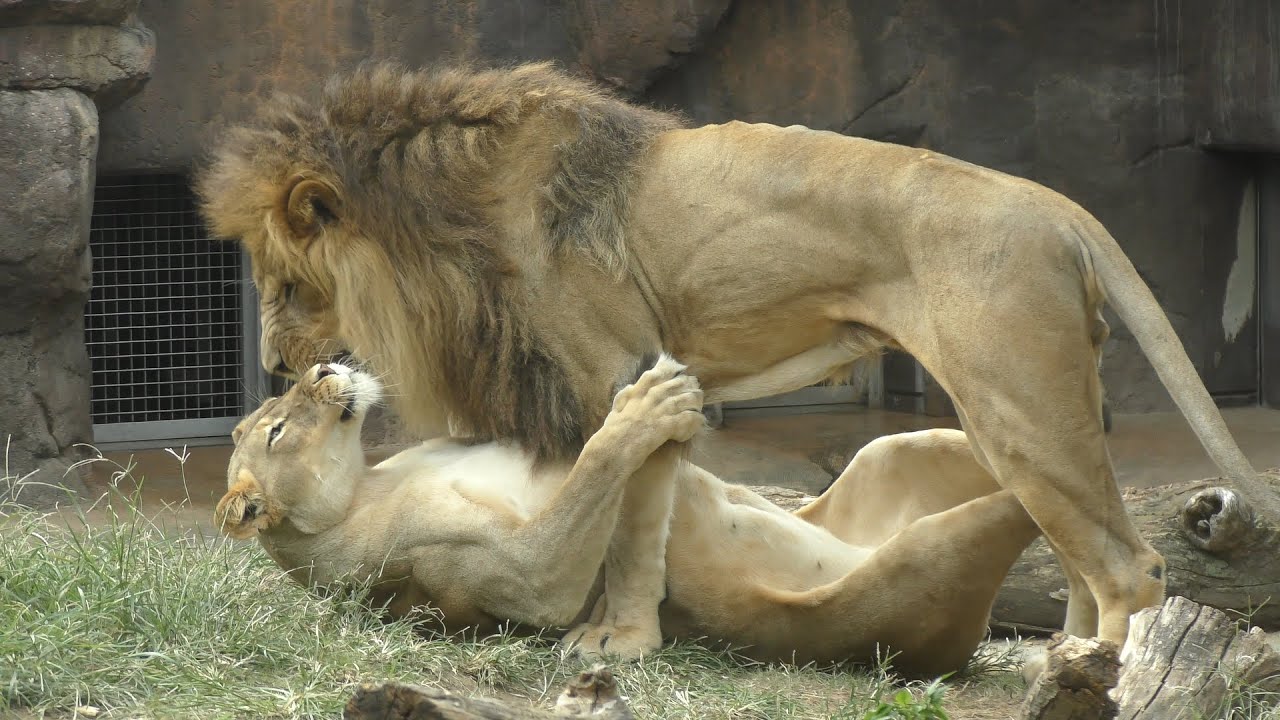 【天王寺動物園の過去動画】ルナを好きでたまらないガオウ💗ライオンのカップル