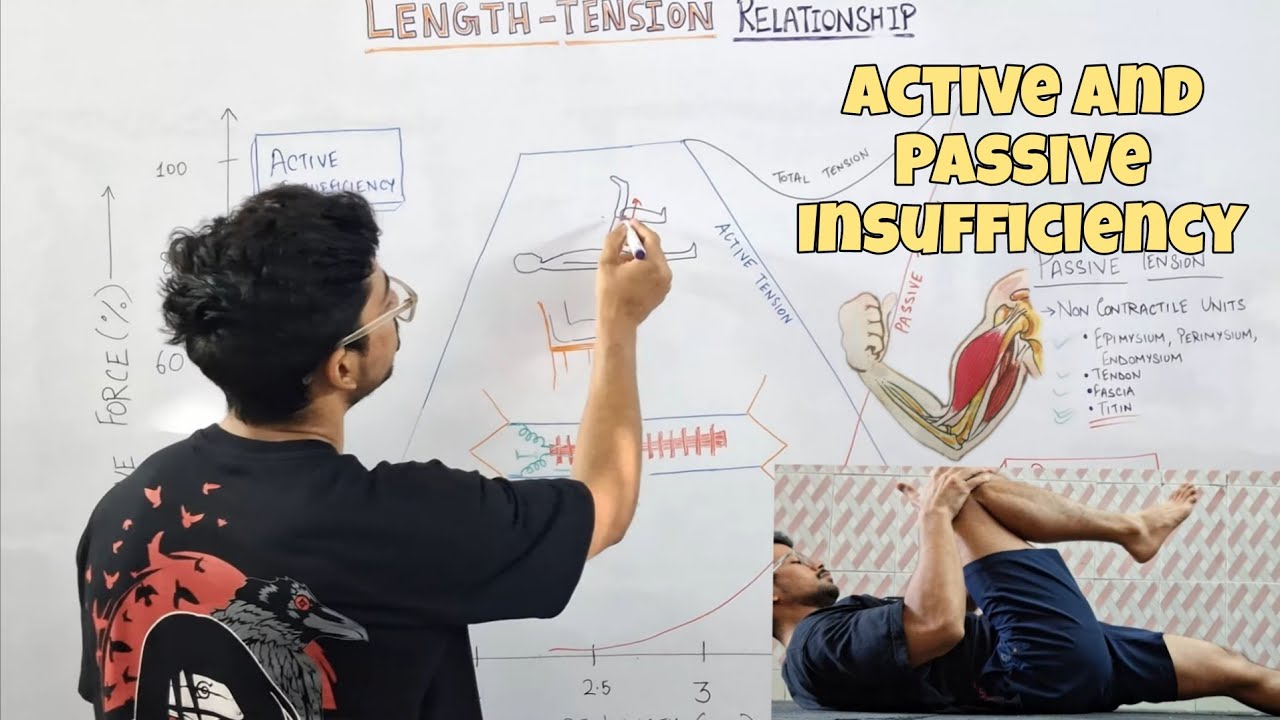 Active and Passive Insufficiency | Biomechanics