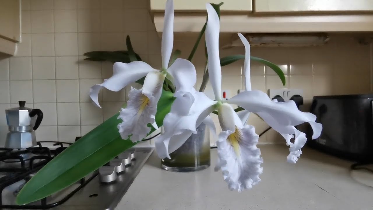 Осеннее цветение Cattleya maxima coerulea Gigi x Angelo: одна из самых удивительно ароматных орхи...