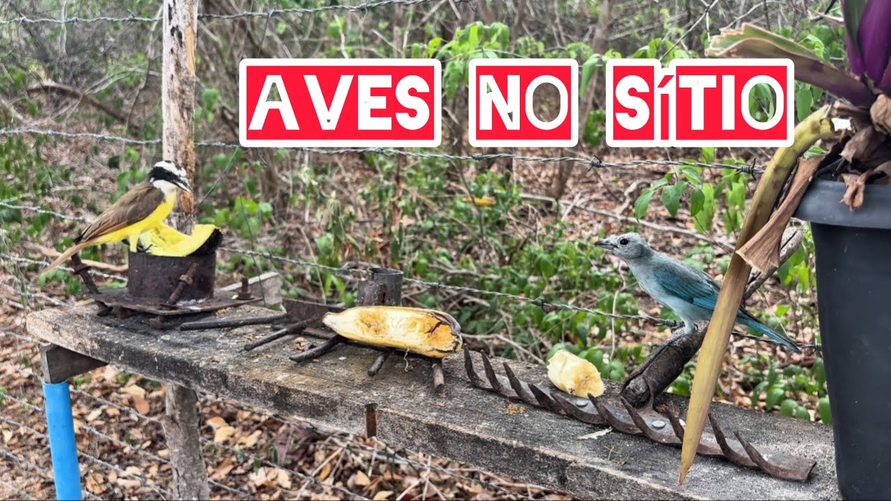 AVES que FREQUENTAM O COMEDOURO no SÍTIO #avesdoceara 