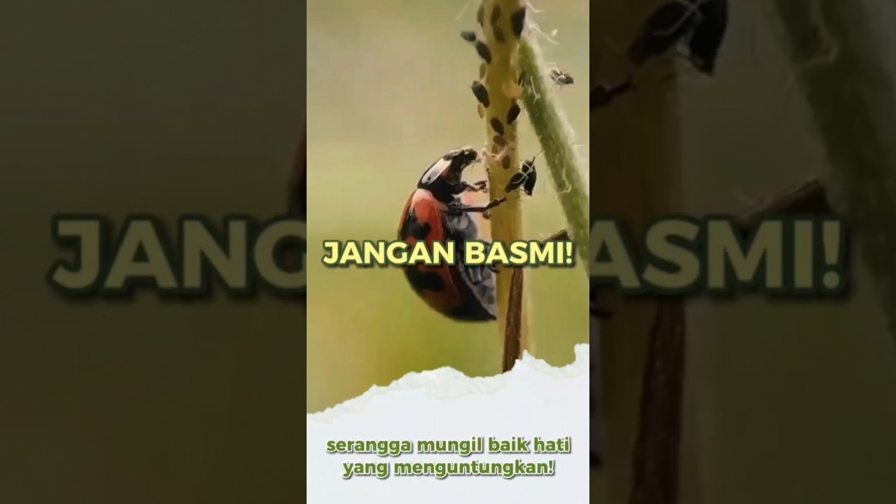jangan basmi! ternyata serangga mungil ini ada Predator imut si pemburu hama! #shorts #ladybug