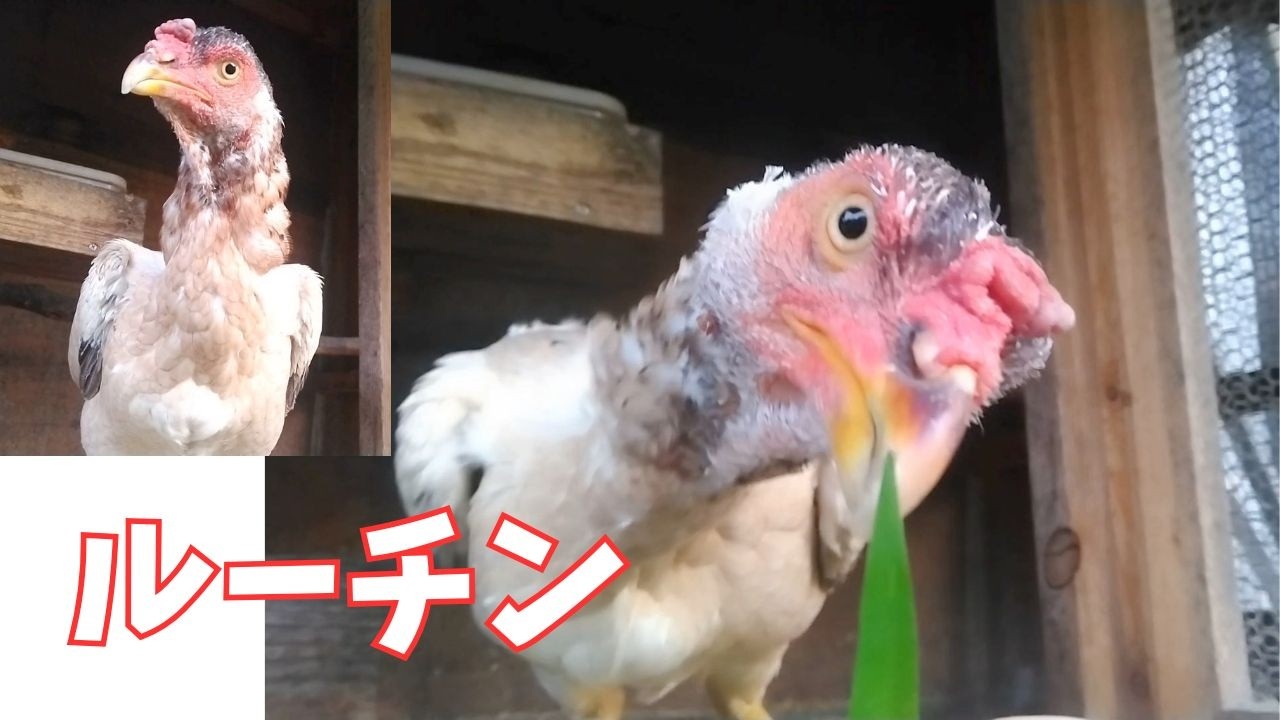 ルーチン【シャモ】