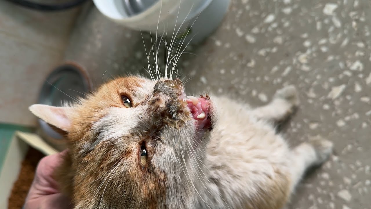 Mevzu Hasta ve Bitik Halde Karşıma Çıktı | Pars’ın Durumu Ciddiyetini Koruyor