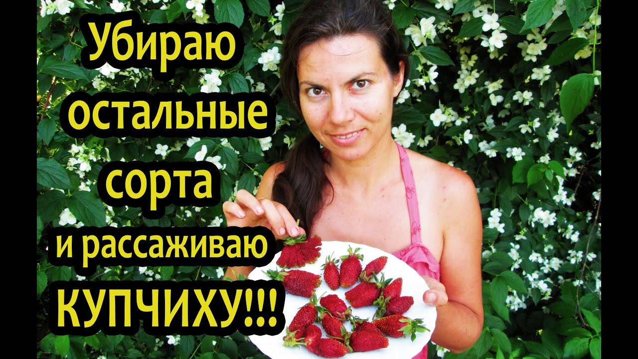 Земклуника Купчиха - СУПЕРУРОЖАЙНАЯ!!! Мои восторги, описание сорта.