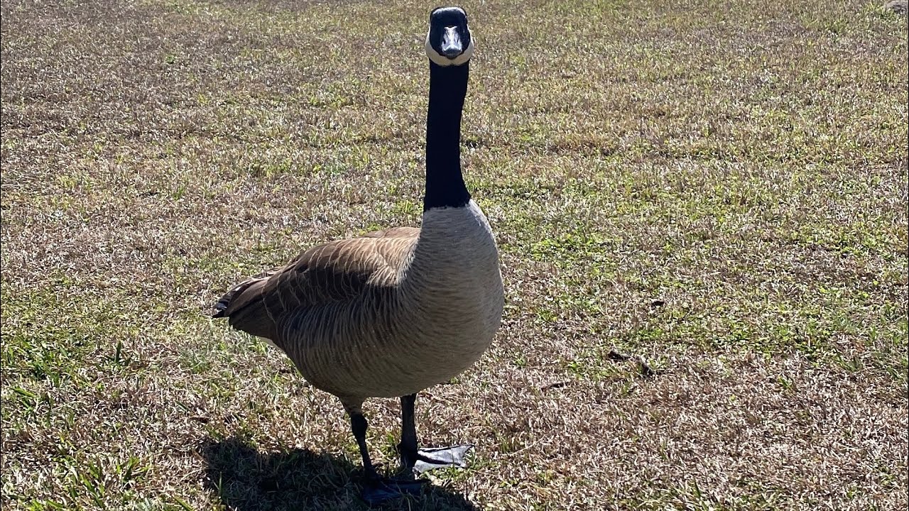 Why is he looking at me like that?!?!?