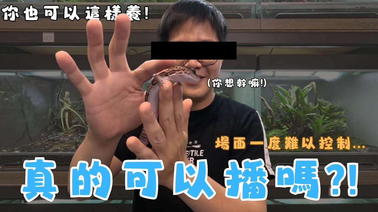 【你也可以這樣養】是什麼可愛到一直讓場面失控??守宮到底是什麼?!肥尾守宮Hemitheconyx caudicinctus ｜爬爬食堂