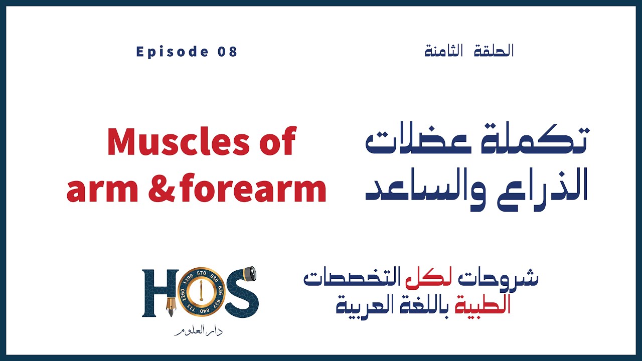 تكملة عضلات الذراع والساعد - Muscles of arm forearm