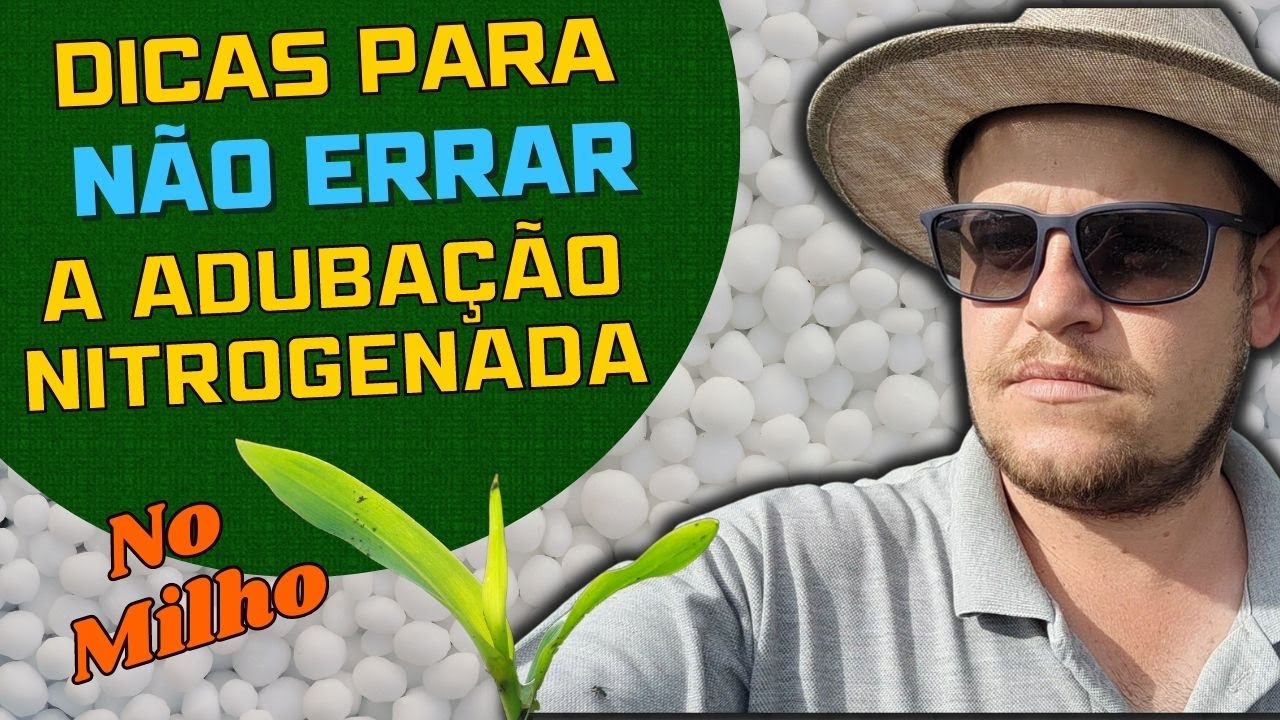 ADUBAÇÃO NITROGENADA NA CULTURA DO MILHO -Dicas para não errar o estágio da cobertura com nitrogênio