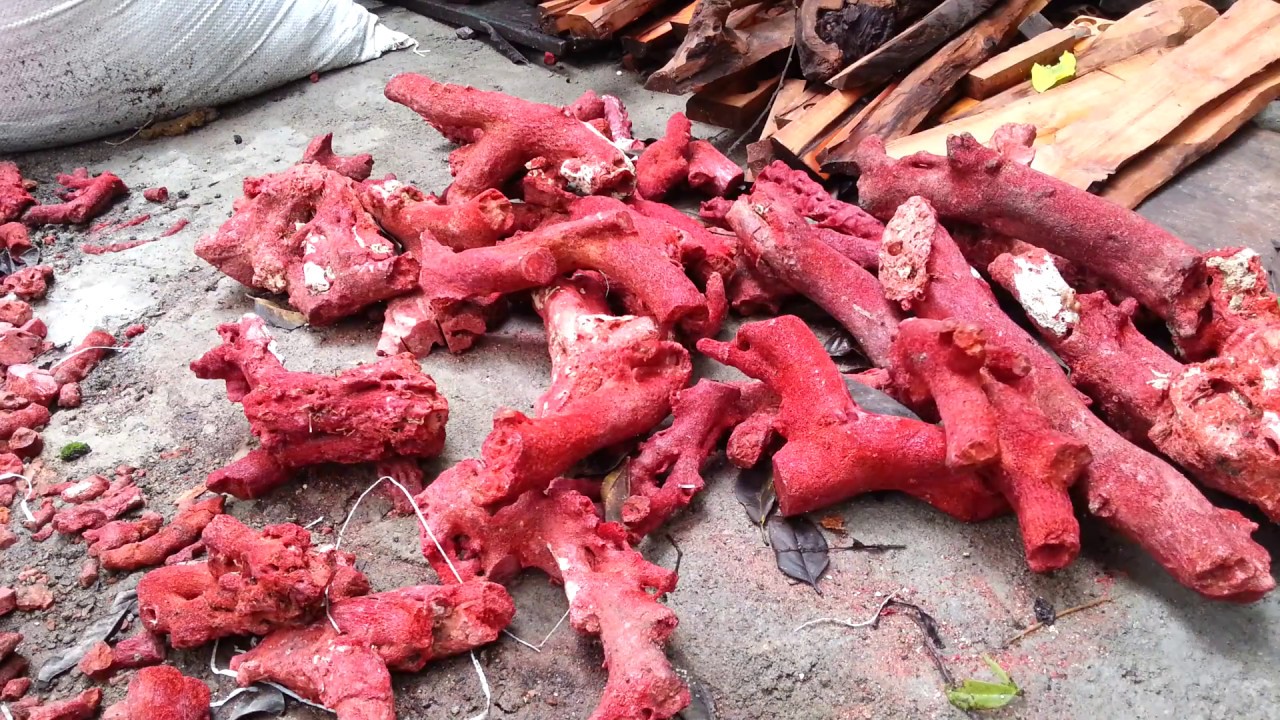 Red koral - marjan merah cara pembuatan butiran red coral bagian 1