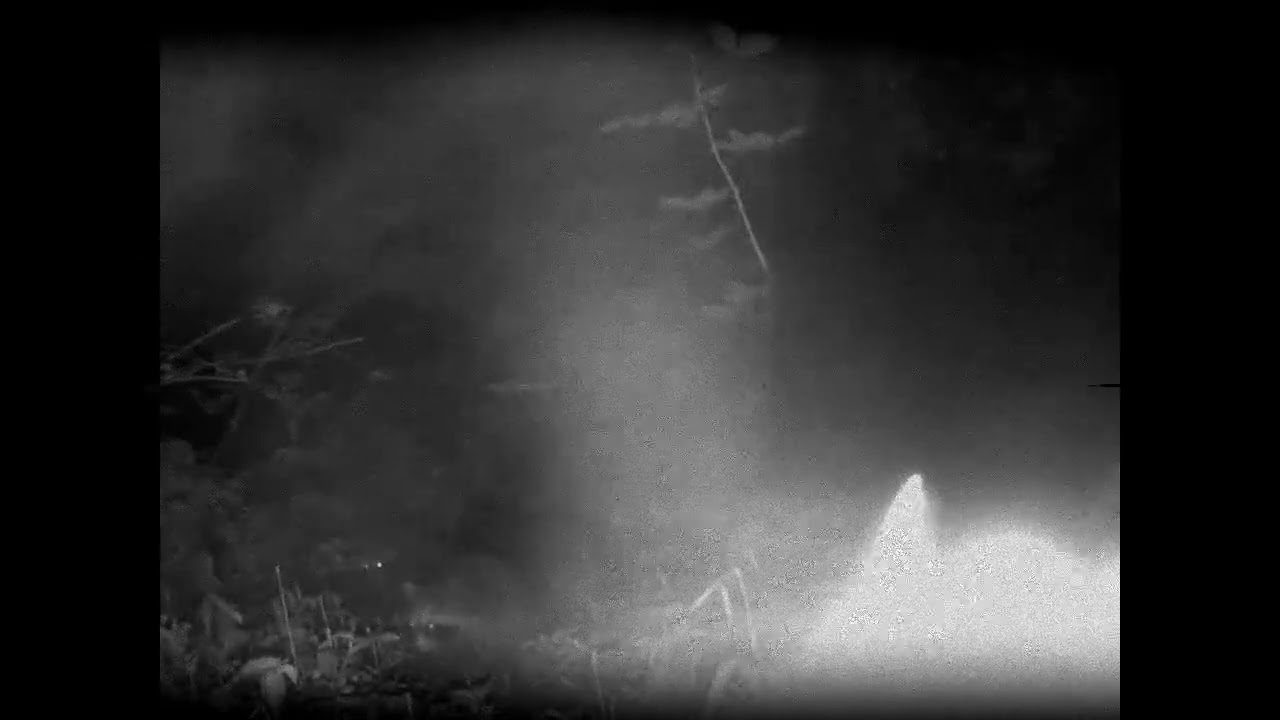 Me and My Shadow, Grosbeak, Baby Raccoons 2023 in NE