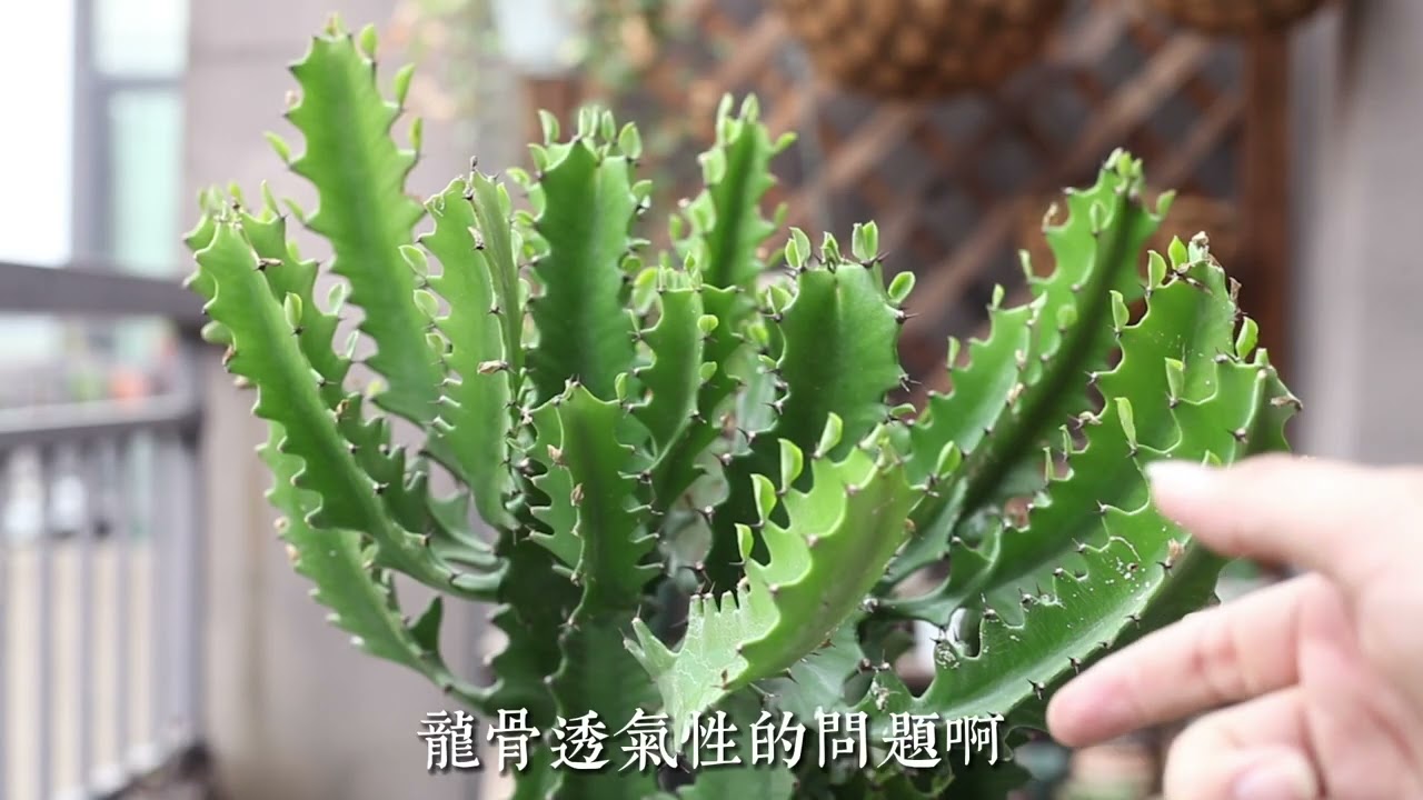 龍骨怎麼養？園藝師教你，龍骨的詳細養護技巧