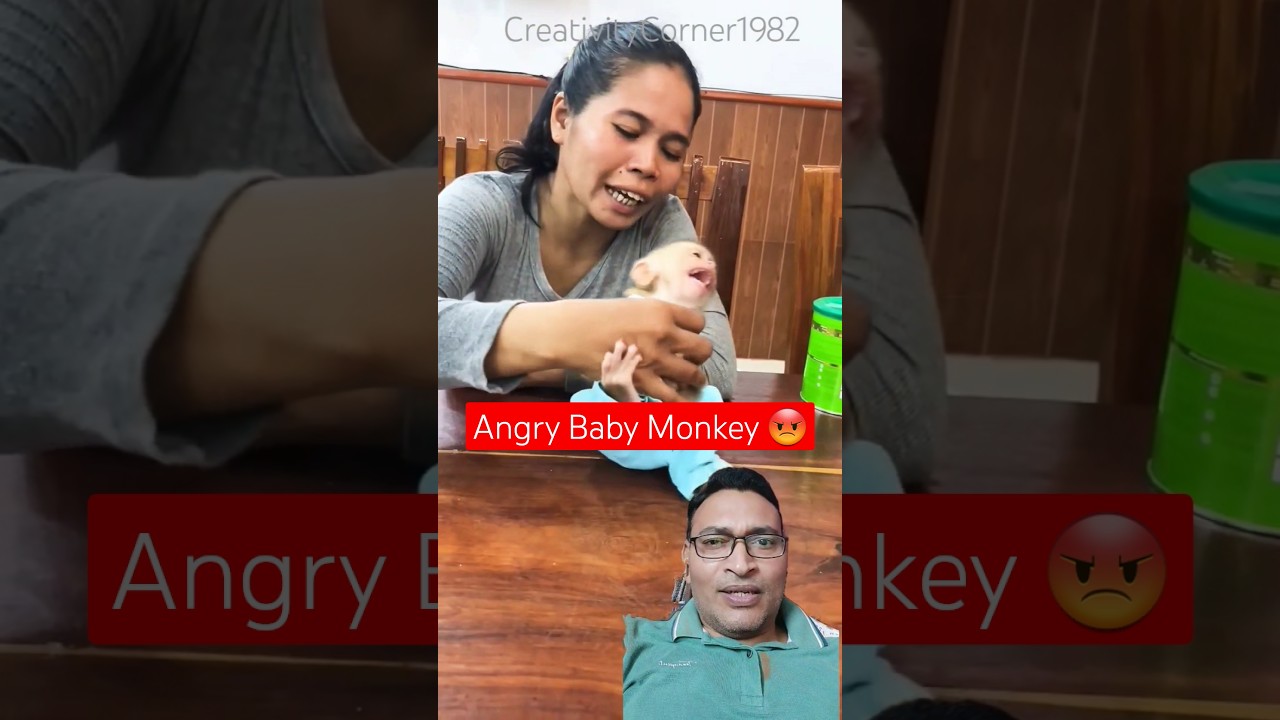 Angry baby Monkey 😡 