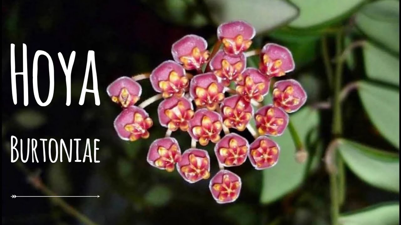 HOYA BURTONIAE