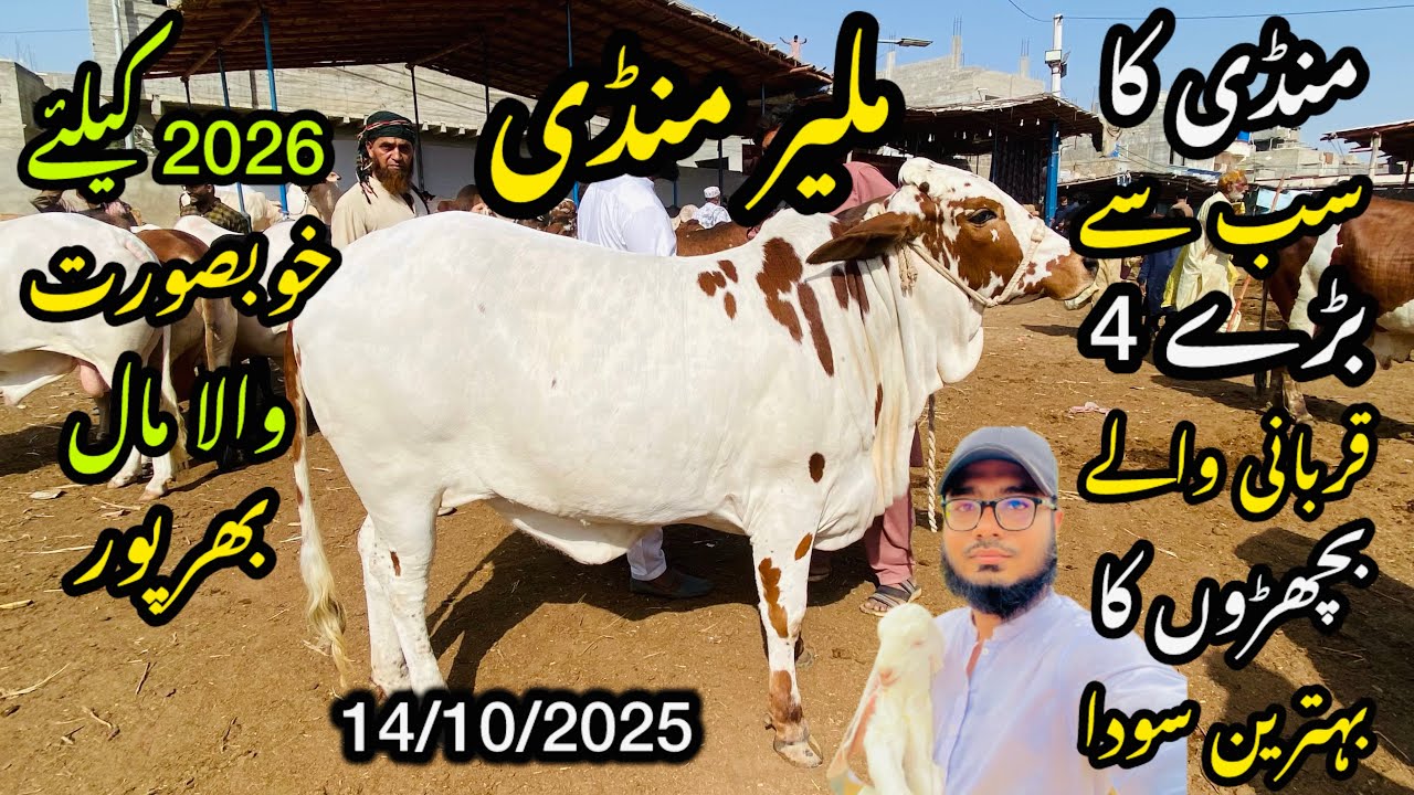 Malir Mandi Karachi Cattle Rates Update ❤️ || 14 October 2025 | Cow Mandi 2025 💫