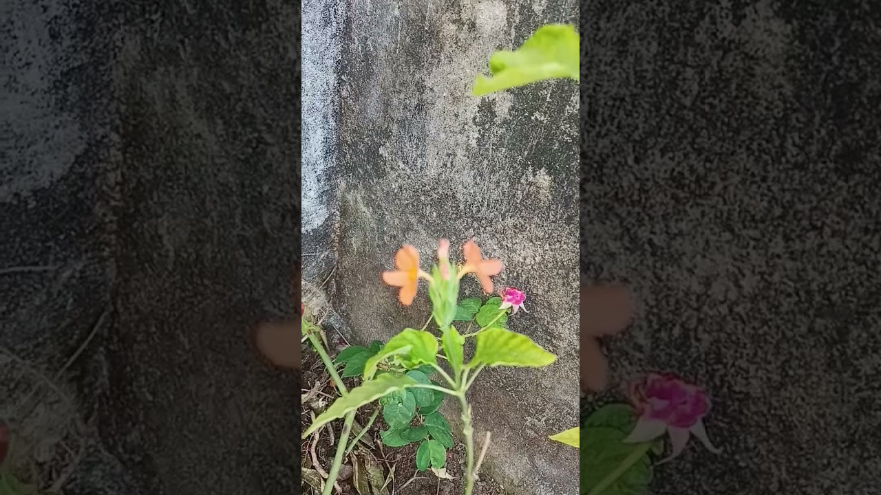 Most beautiful ʀᴏꜱᴇ flowers status 