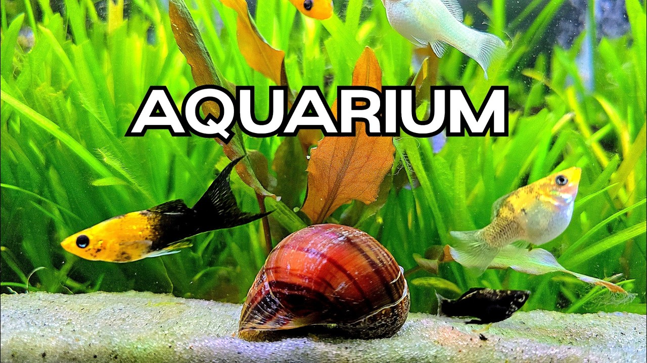 🔴LIVE Relaxing Aquarium🐟 Gentle Water Sounds for Focus, Study & Sleep