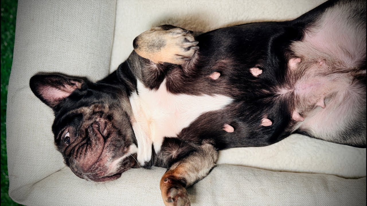 Vet Visits vs At-Home Maternal Care (Which do you prefer?) | Life as Rosharon Frenchie Breeders