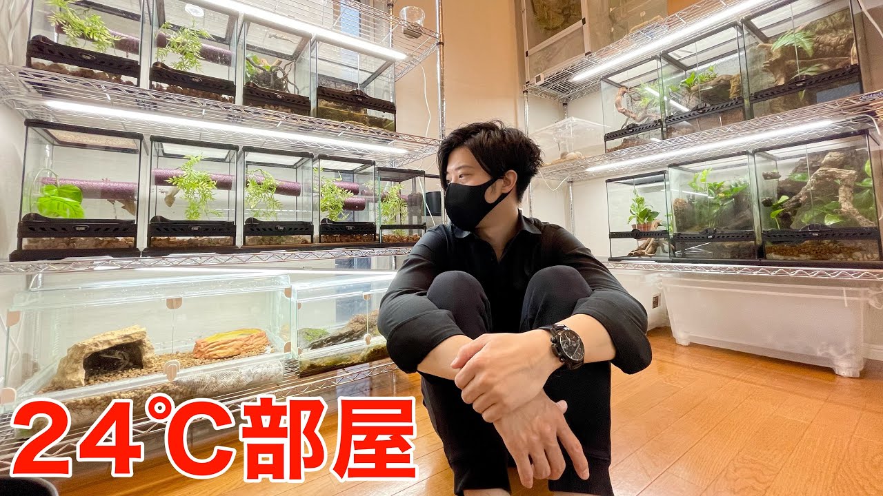 第二のペット部屋が完成しました！【24℃部屋｜両生類・爬虫類】