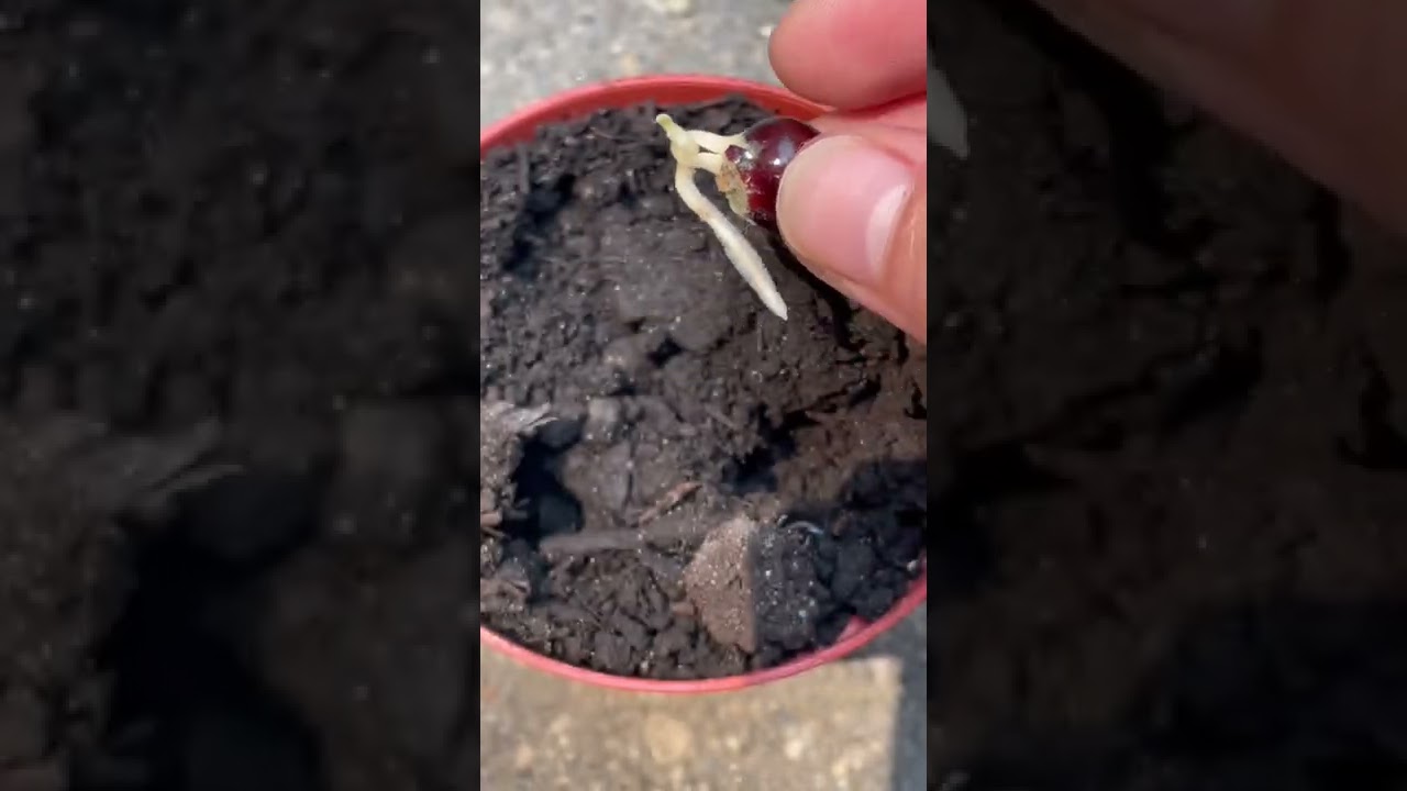 Доверьтесь процессу. Вырастите лонганы | growthithjessie