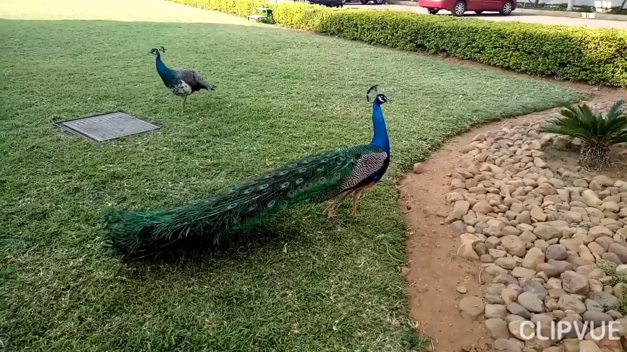 Peacock Opening n Closing feathers/Beautiful View.