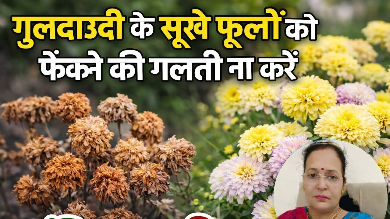 गुलदाउदी के सूखे फूलों को फेंकने की गलती ना करें 5 उपयोग दोबारा फुल पाने के लिए बेस्ट फर्टिलाइजर
