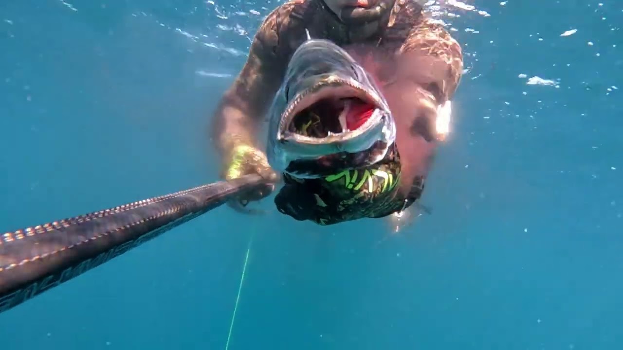 Not Only Bream and Bass #pescasub #spearfishing #fish #pesca #fishing #ocean #viral #seafood #sea