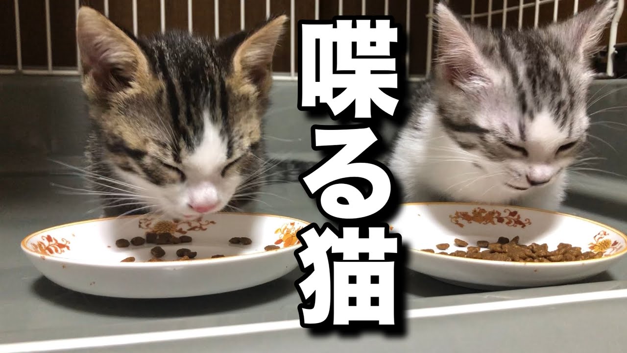 はじめてのごはんに思わず日本語を喋っちゃう子猫がこちらです。