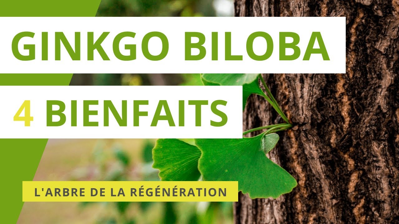 Ginkgo biloba : 4 bienfaits de l'arbre de la r&eacute;g&eacute;n&eacute;ration