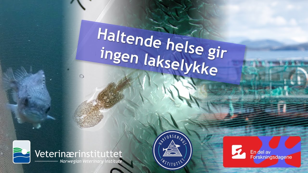 Haltende helse gir ingen lakselykke