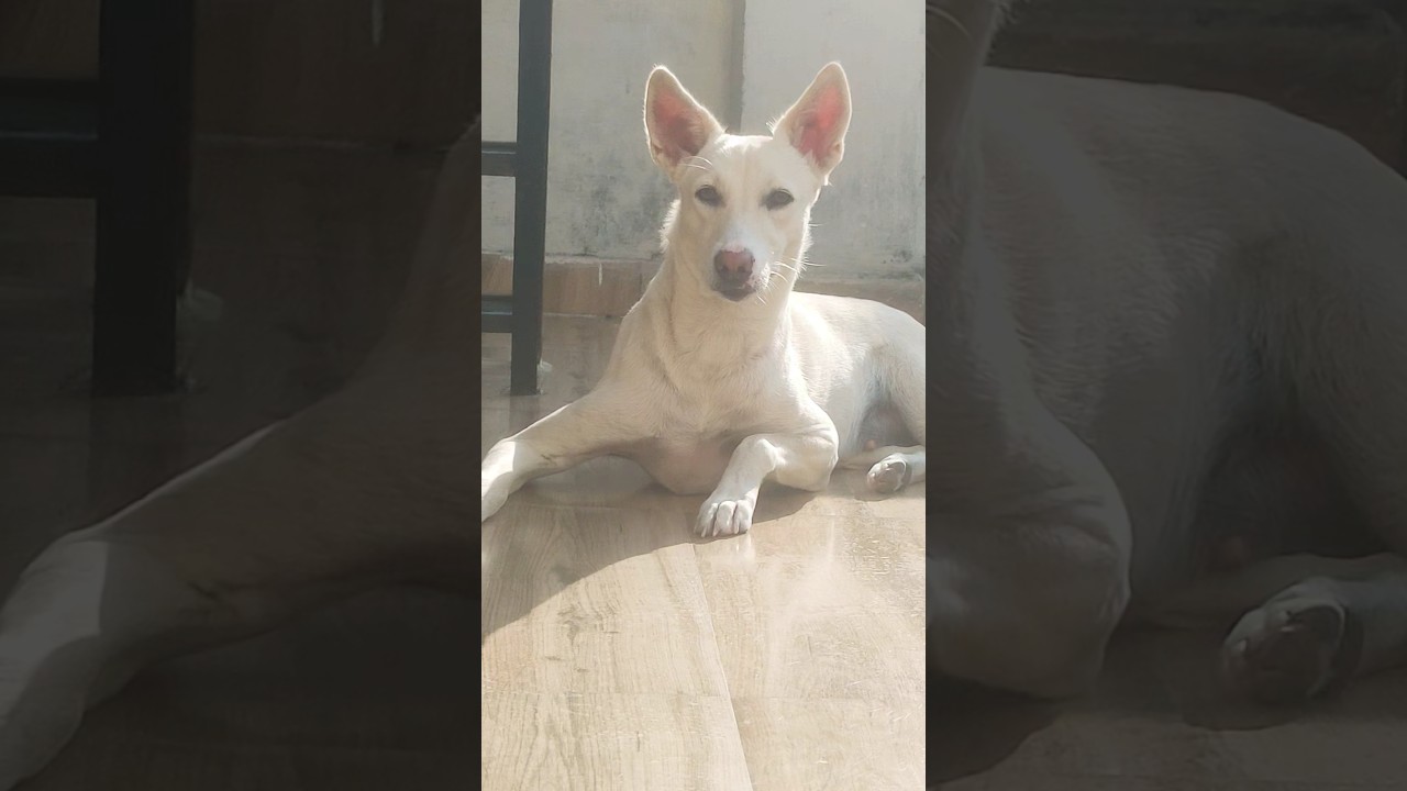 Gujji ka Masooon sa chera 💝                         