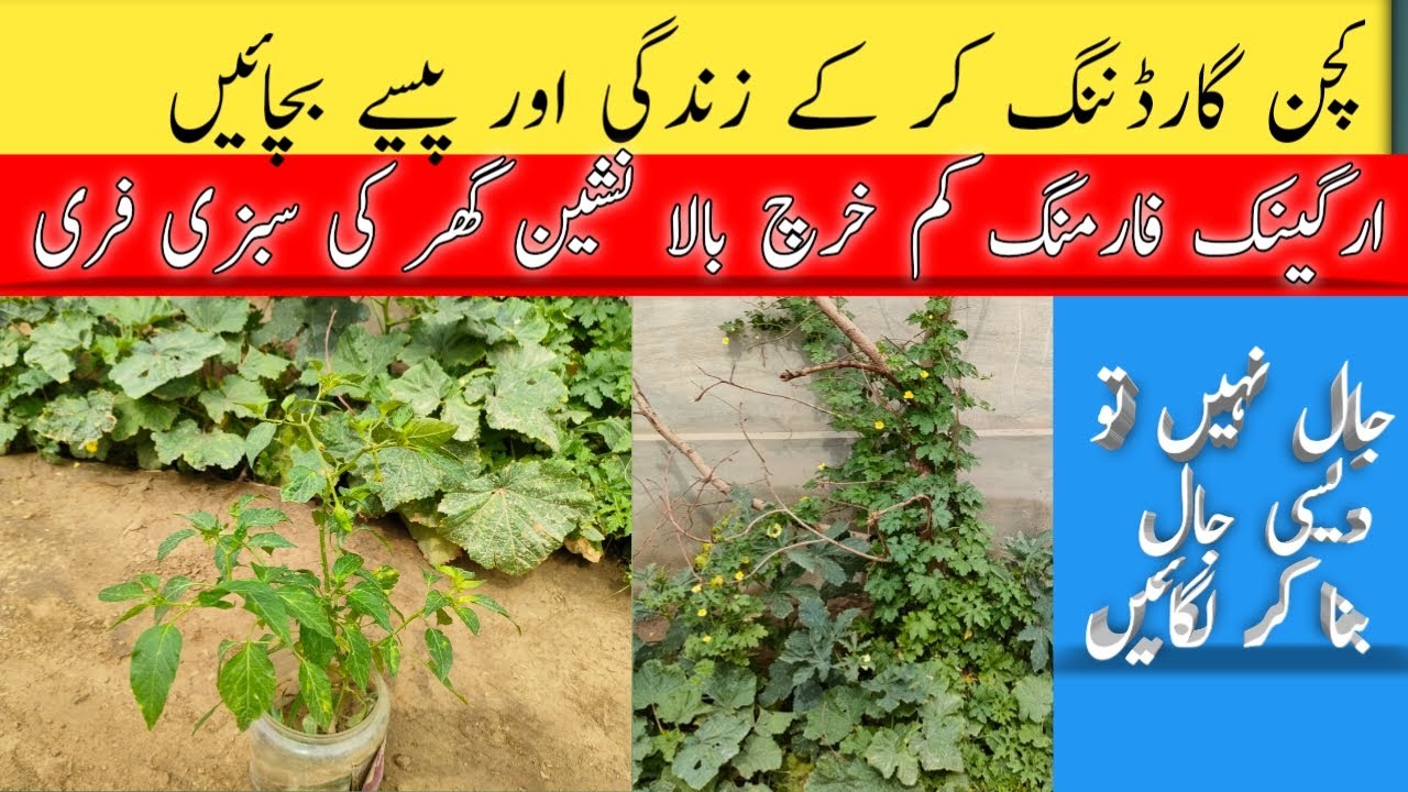 kitchen gardening | kam kharch bala nashee | organic farming |آرگینک فارمنگ| Ghar ke taza sabzia