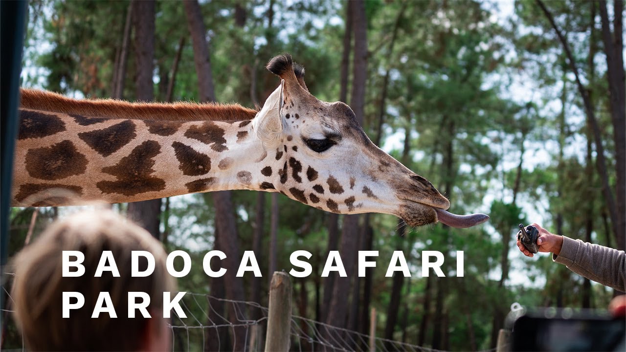 Badoca Safari Park: See All The Animals Up Close!