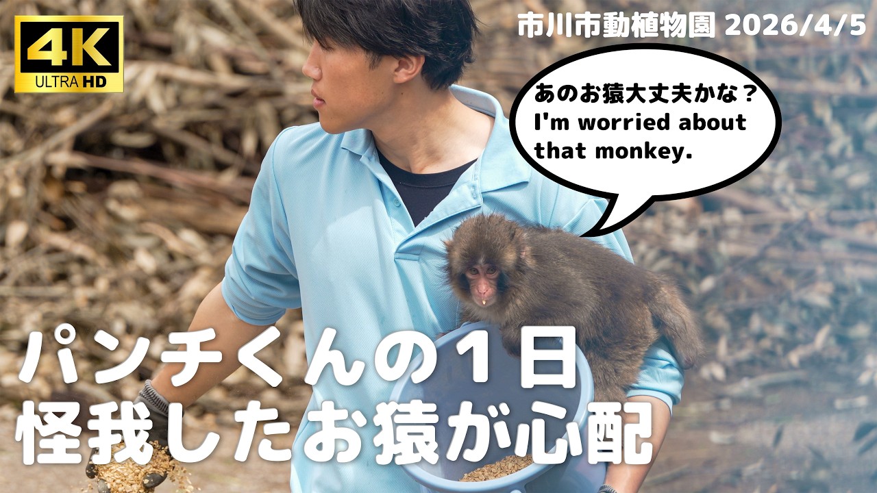 【4K】パンチくんと仲間たち：怪我をしたお猿さんへの願いと、園内の賑やかな一日。市川市動植物園 Ichikawa City Zoo Monkey Punch 2026/4/5