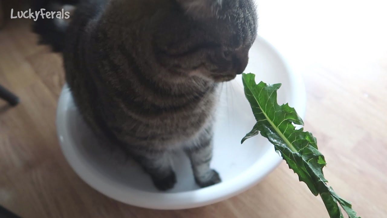 Can Cats Eat Dandelion Greens? Health Benefits Of Dandelion Greens For Cats