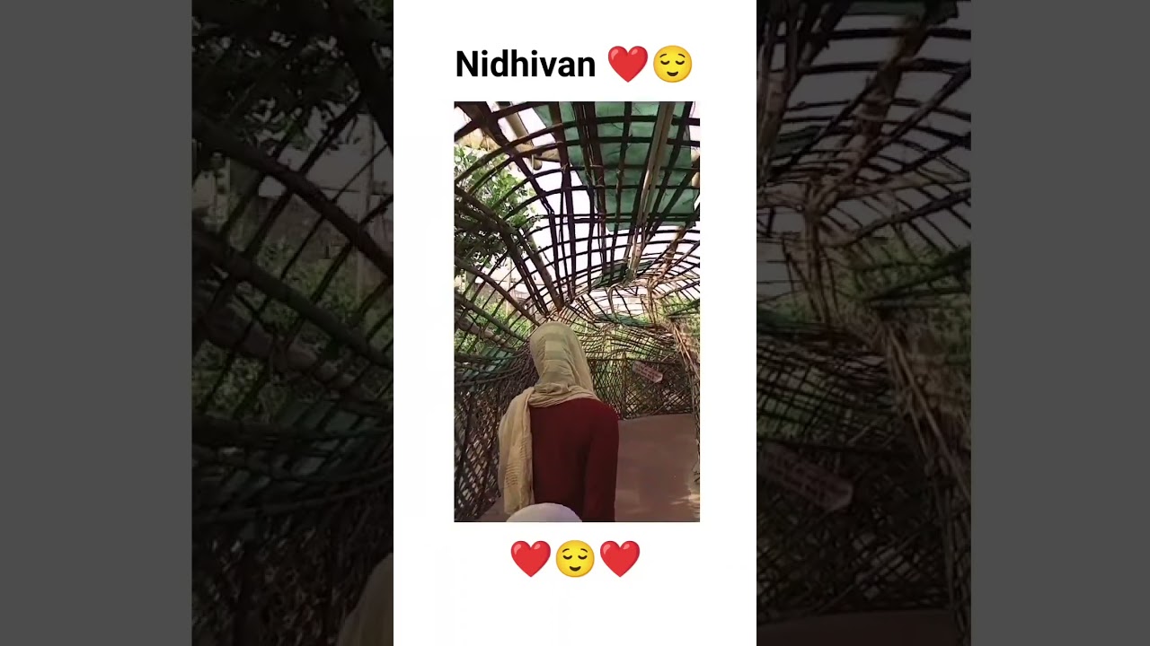 Nidhivan ❤️ Vrindavan 😌❤️ #religion #vrindavan #sanatandharma #hindu #trending #foreigner