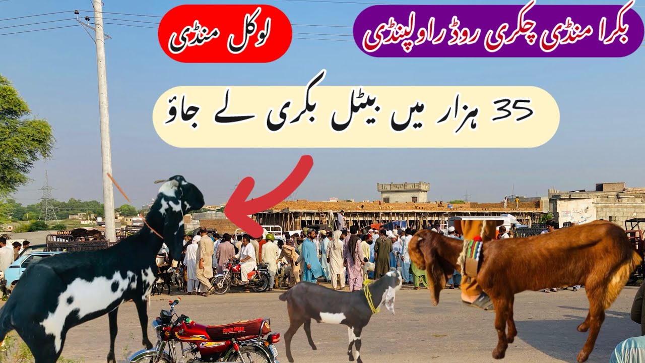  Bakra mandi chakri road Rawalpindi latest update 17 September 2025#goat #hussainmandiwala #beetal