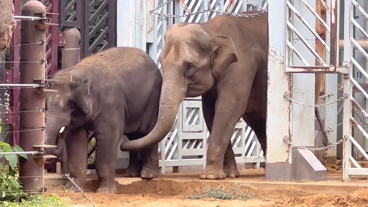 親子感動の再会🐘🐘ママの喜びの鳴き声を聞いて😊　7月11日 上野動物園　アジア象