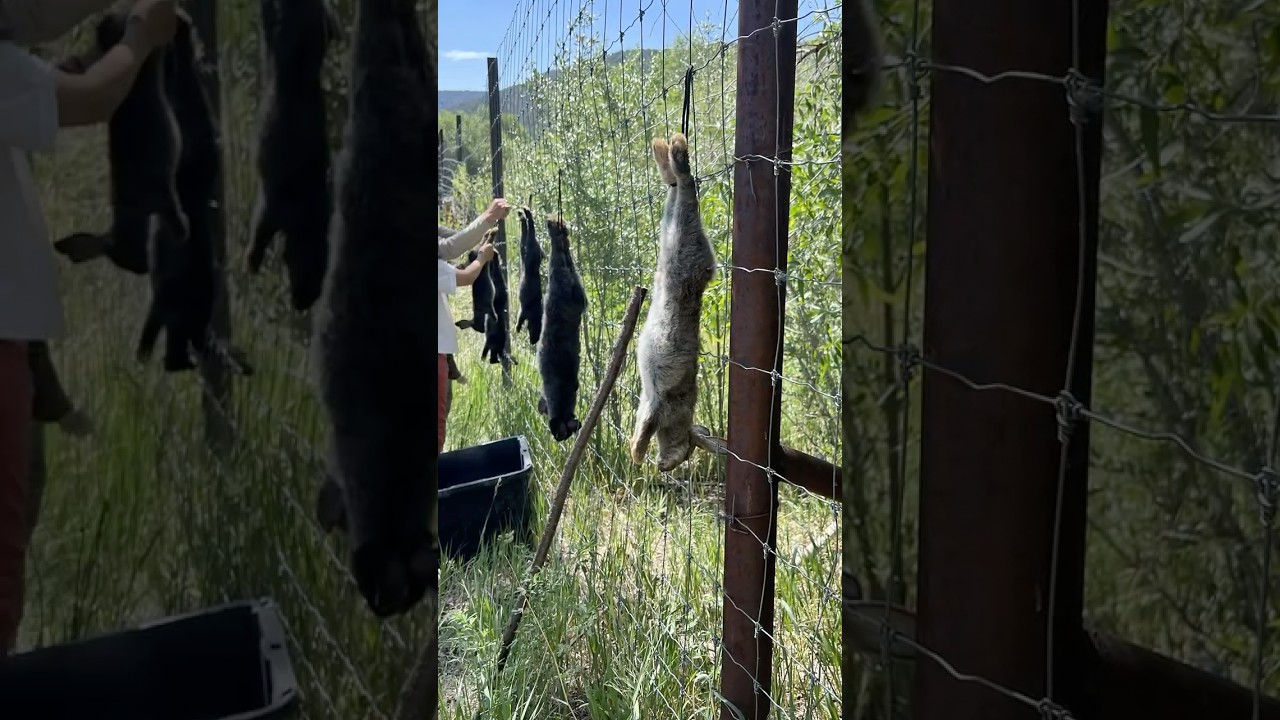 Rabbits Update and Tips #homestead #garden #rabbits #livestock #offgrid
