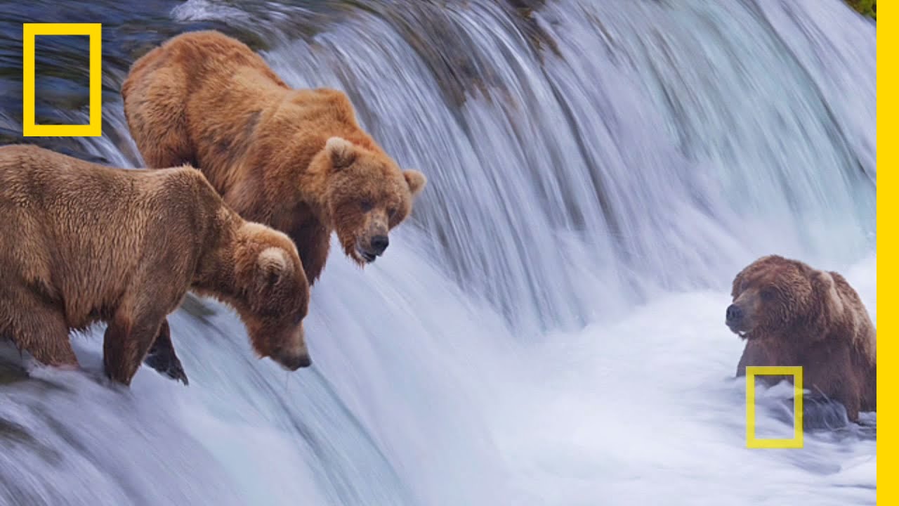 Bonus: Shooting Bears | National Geographic