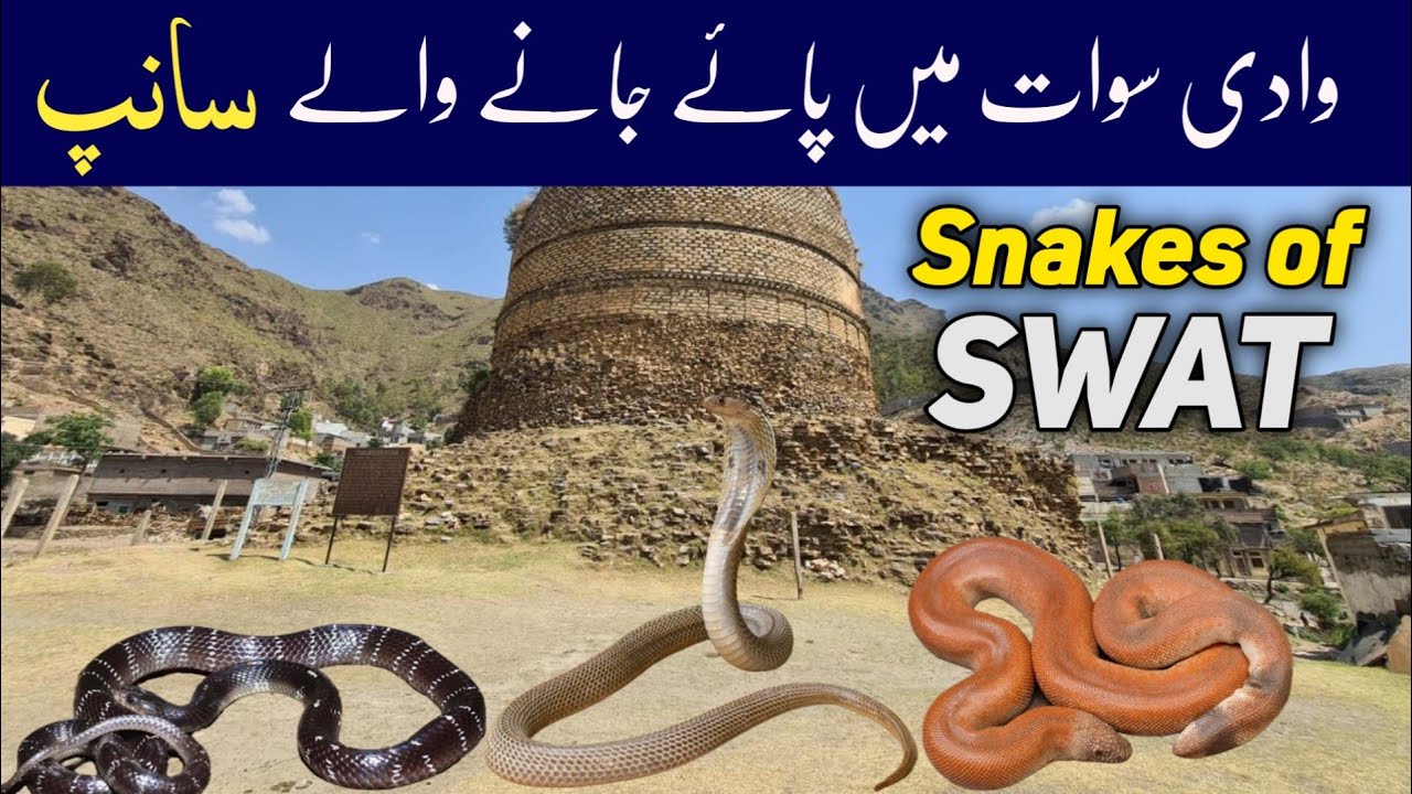 Snakes of Swat, KPK - Wildlife of Northern Areas