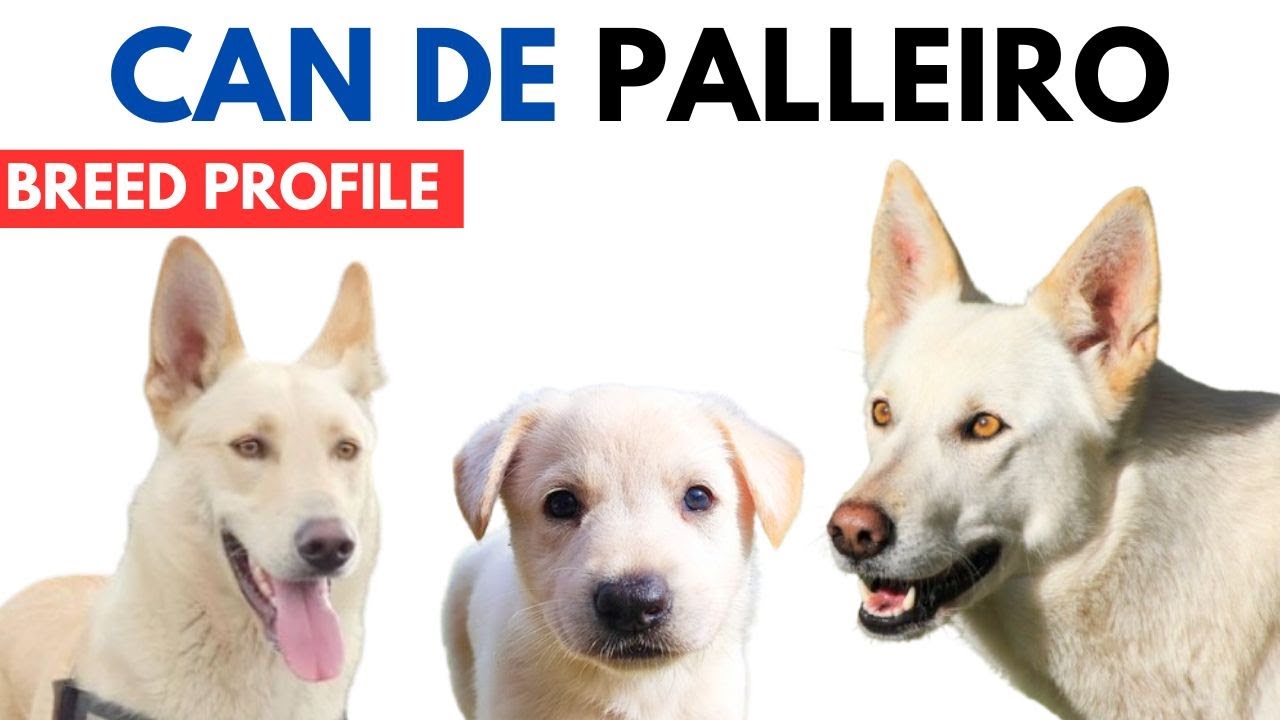 Can de Palleiro Breed Profile History - Price - Traits - Can de Palleiro Grooming Needs - Lifespan