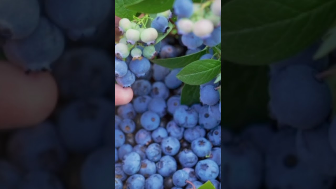 Top 7 Curiosidades de la Mora Azul 💙
