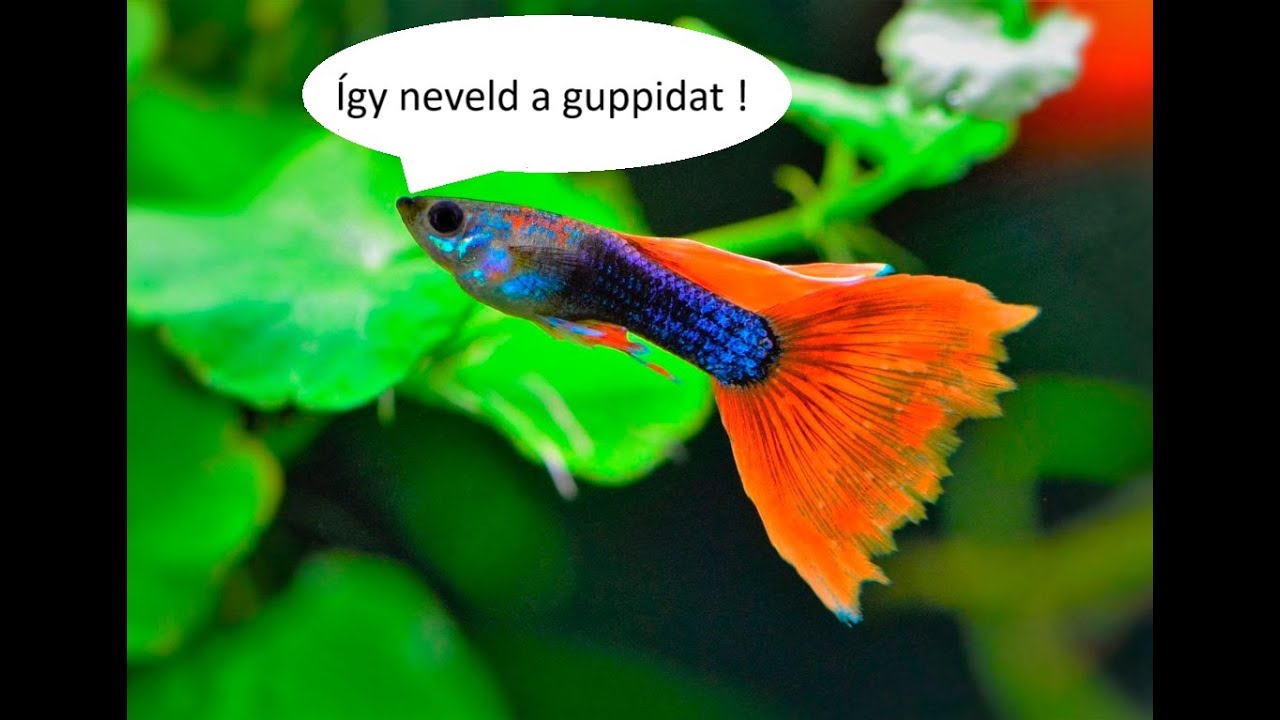 Így neveld a guppidat !