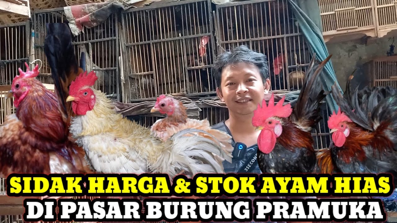 SIDAK HARGA DAN STOK AYAM HIAS DI PASAR BURUNG PRAMUKA KIOS MAS RENDRA HARI INI