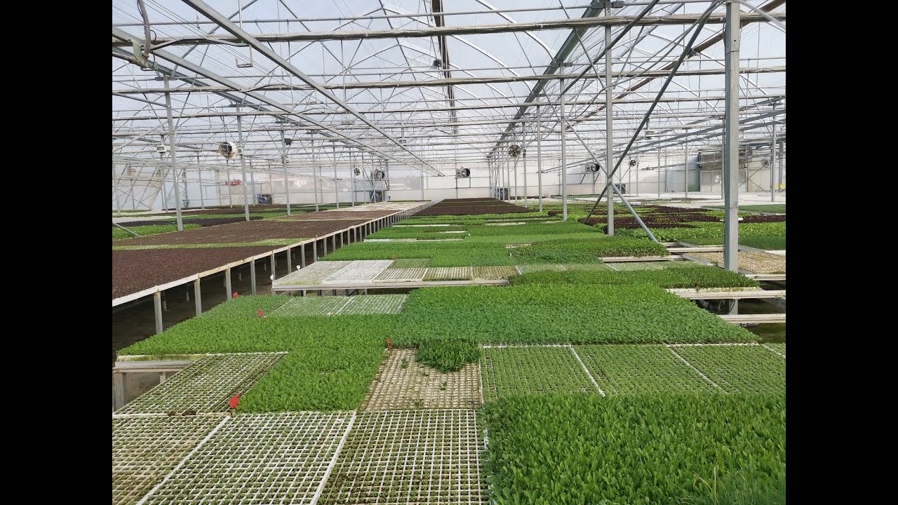 Planty – Advanced Hydroponic Production, Psematismenos, Cyprus