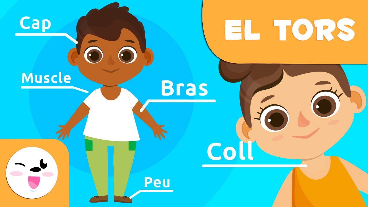 Les parts del cos humà | El tors | Vocabulari per nens