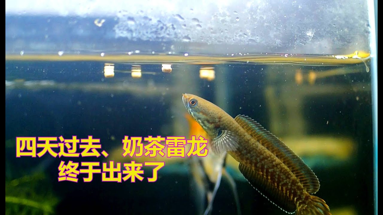 四天过去、奶茶雷龙 终于出来了