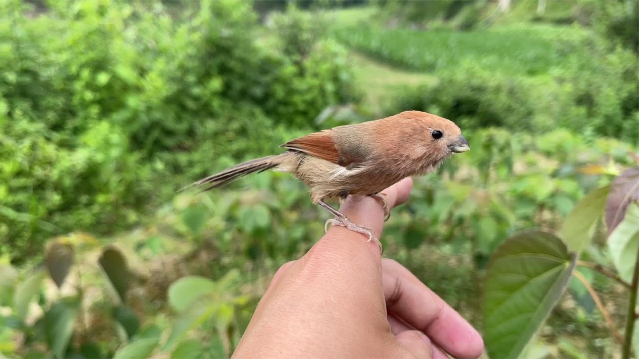 鸟虽小不忘恩，这么久了它们依然记得我