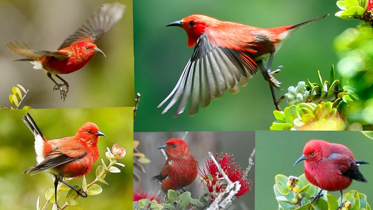 apapane (Himatione sanguinea) is a small, vibrant red bird with black wings and tail.